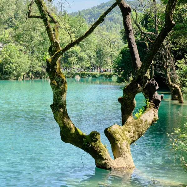小七孔 枯树